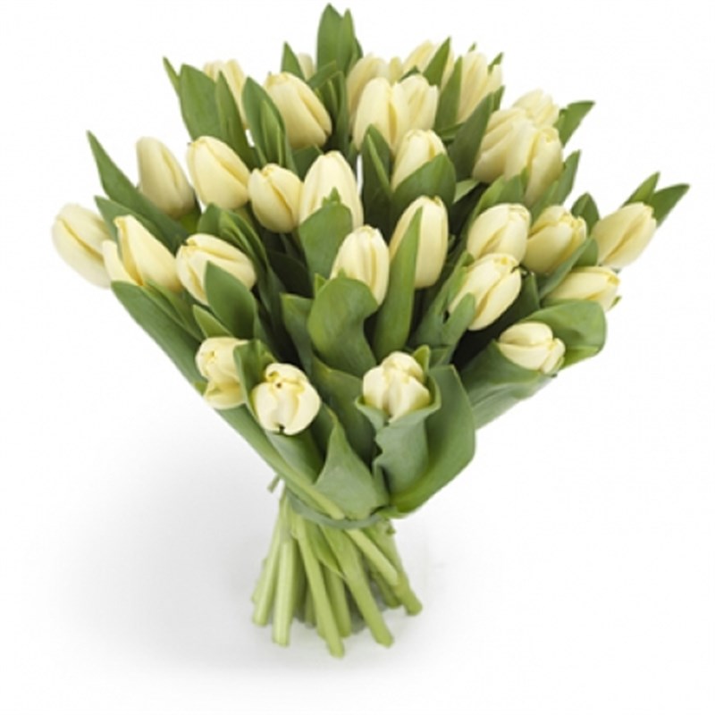 White Tulipa Beyaz Laleler