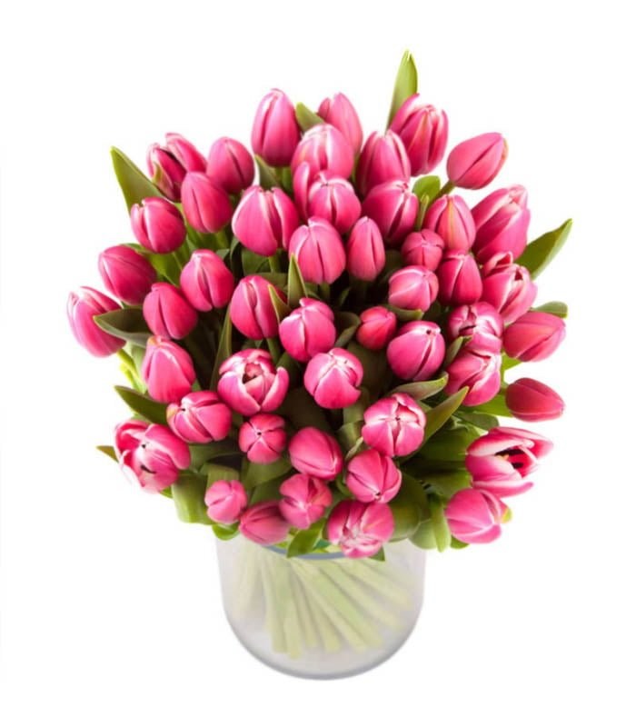 Pink Tulipa Pembe Laleler