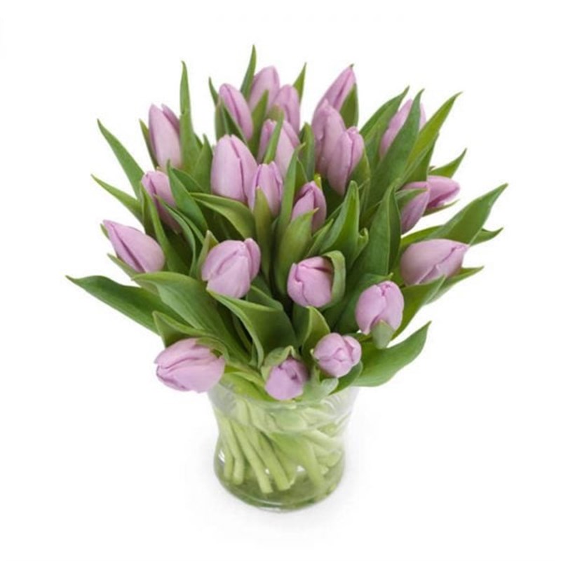 Purple Tulip Mor Laleler