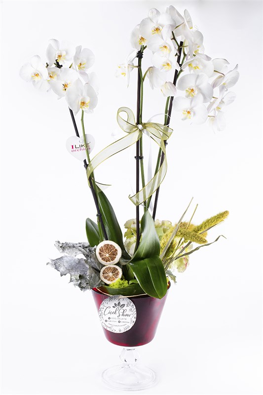 Pamella Beyaz Orkide