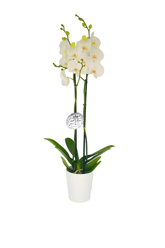 Simple Love Çift Dal Beyaz Orkide