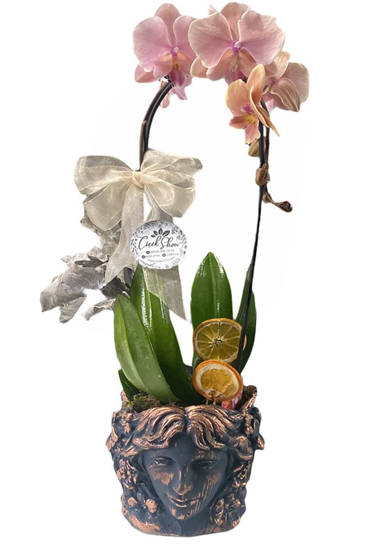 Oliver Orkide Çiçeği