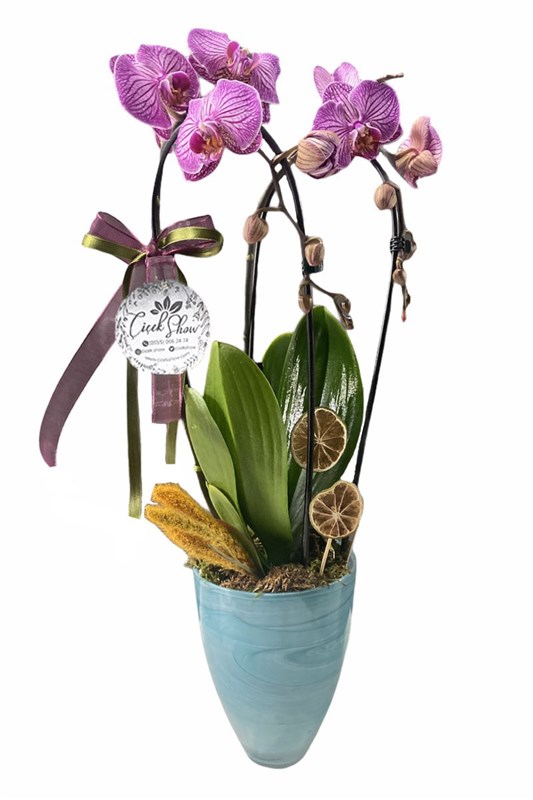 Purple Appearance Orkide