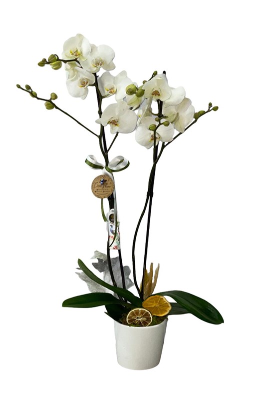 Bright Love Beyaz Orkide