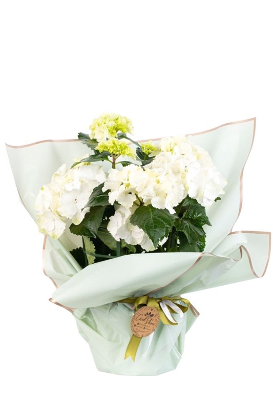 Hydrangea Beyaz Ortanca