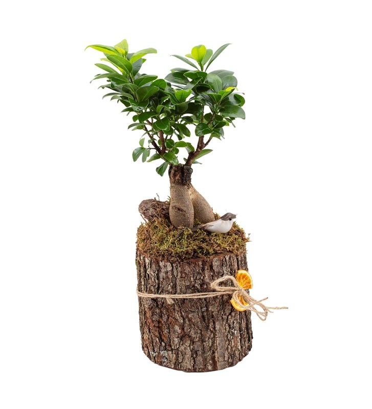 Kütükte Ficus Bonsai