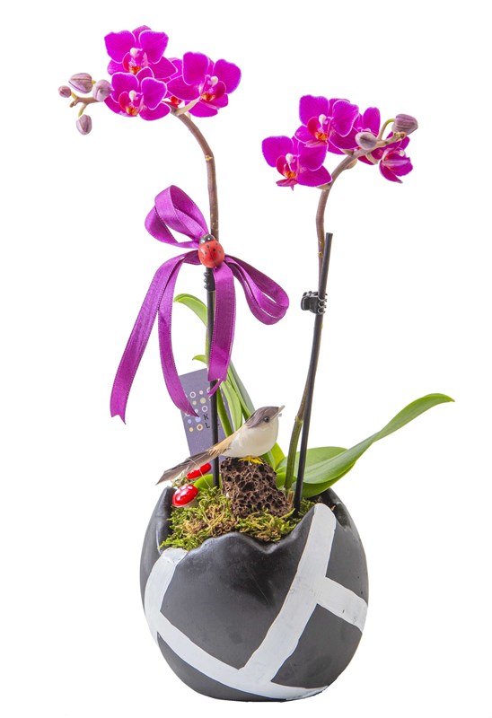 Midi Orkide Tasarımı