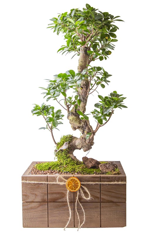 Ficus S Bonsai Tasarımı 95-100 cm