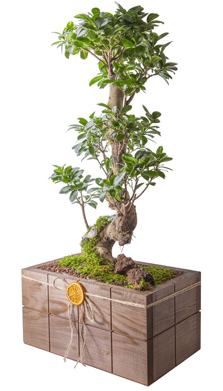 Ficus S Bonsai Tasarımı 95-100 cm