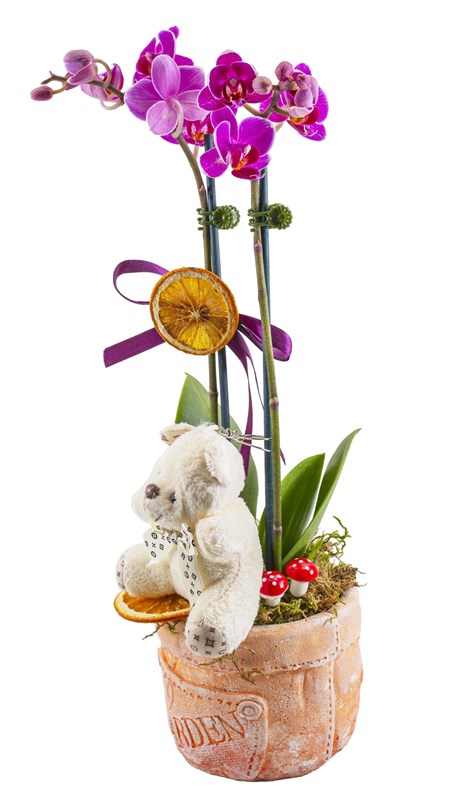 Mini Orkide ve Ayıcık Tasarımı