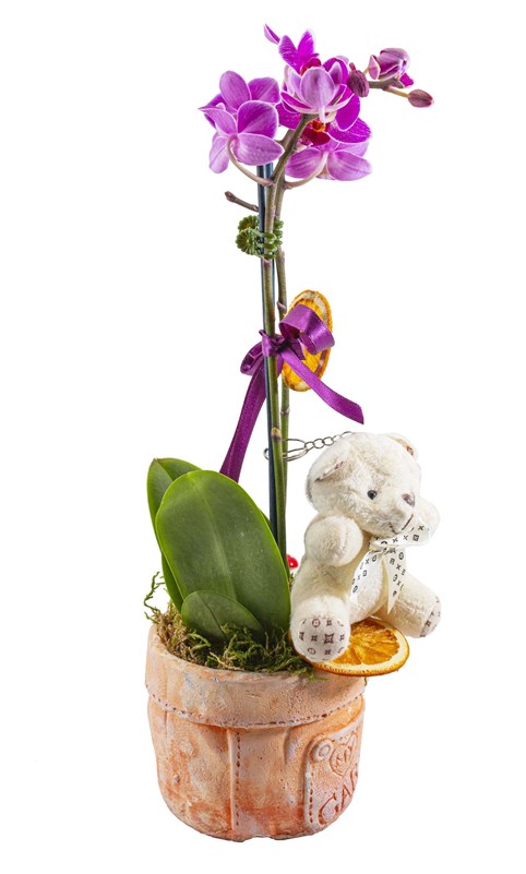 Mini Orkide ve Ayıcık Tasarımı