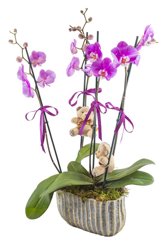 Orkide Tasarımı 4 dal
