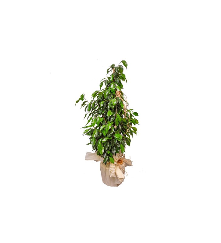 Ficus Benjamin 105 cm