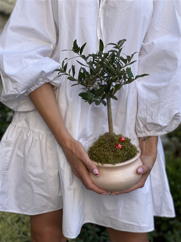 Şık Zeytin Bonsai Bitki Tasarımı