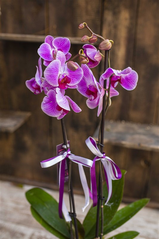 My Çift Dal Fuşya Orkide Tasarımı