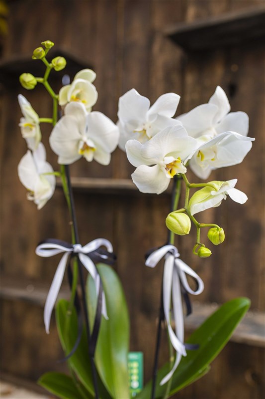 My Çift Dal Beyaz Orkide Tasarımı