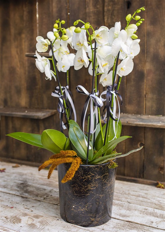 My Beyaz Orkideler Tasarımı