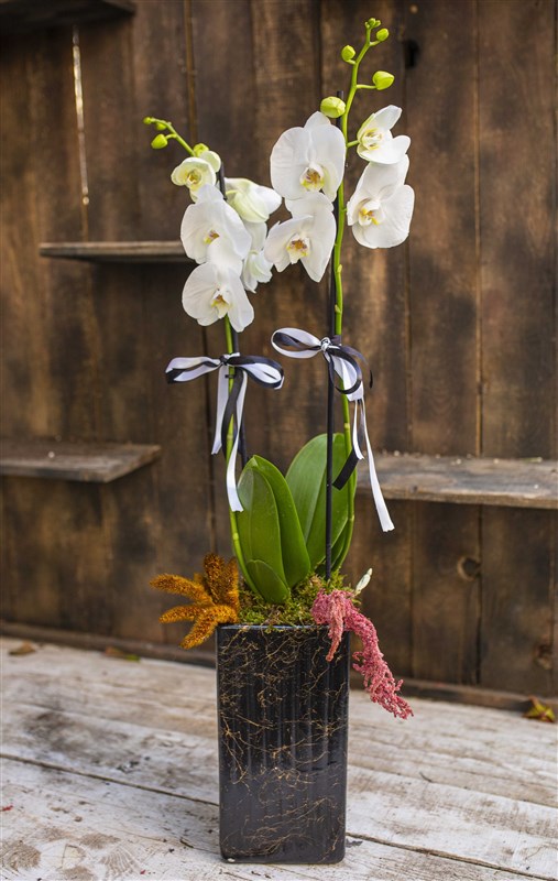 My Çift Dallı Beyaz Orkide Tasarımı