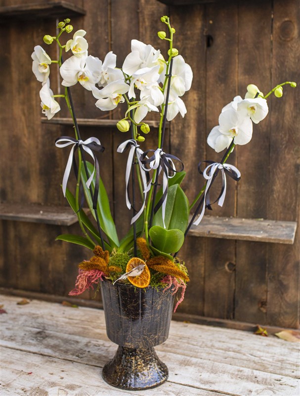 My Kadeh Vazoda 4 Dal Orkide Tasarımı