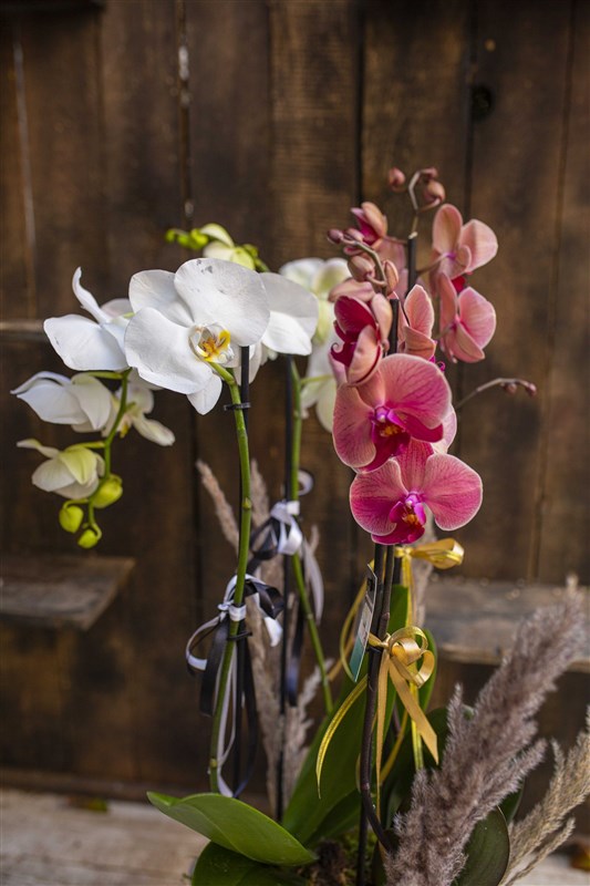 Ateş Orkide ve Beyaz Orkide Tasarımı