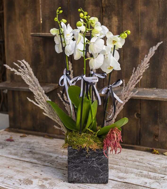 Beykoz Serisi Dört Dal Beyaz Orkide Tasarımı