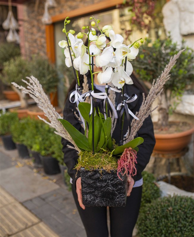 Beykoz Serisi Dört Dal Beyaz Orkide Tasarımı