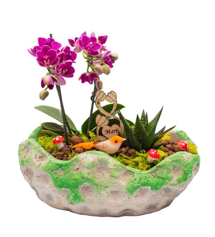8 Mart Mini Orkide ve Sukulent Tasarımı