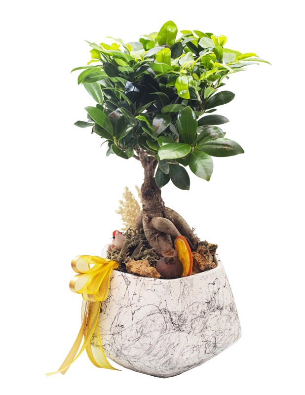 Ficus Bonsai Tasarımı