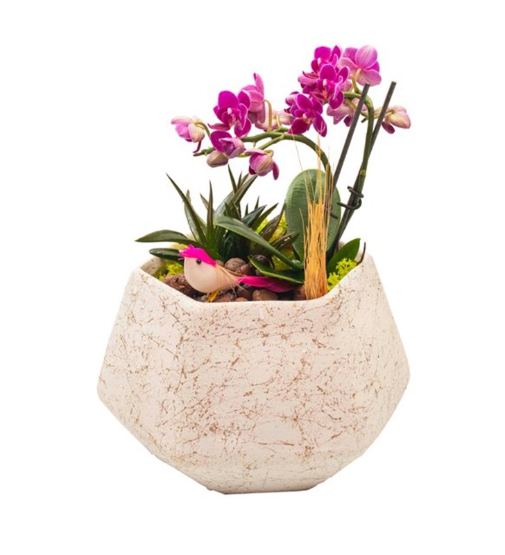 Dekoratif Vazoda Mini Orkide ve Sukulent Tasarımı