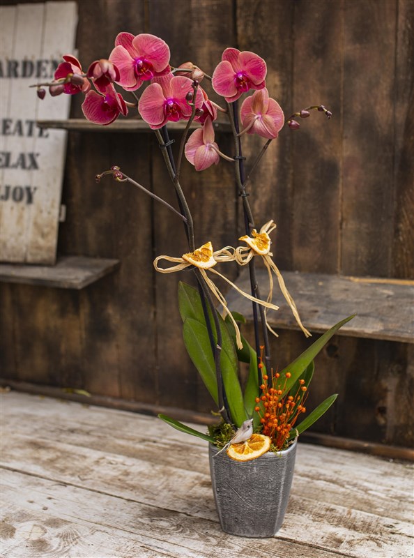 G Çift Dallı Ateş Orkide Tasarımı
