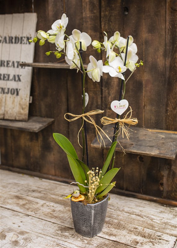 G Çift Dallı Beyaz Orkide