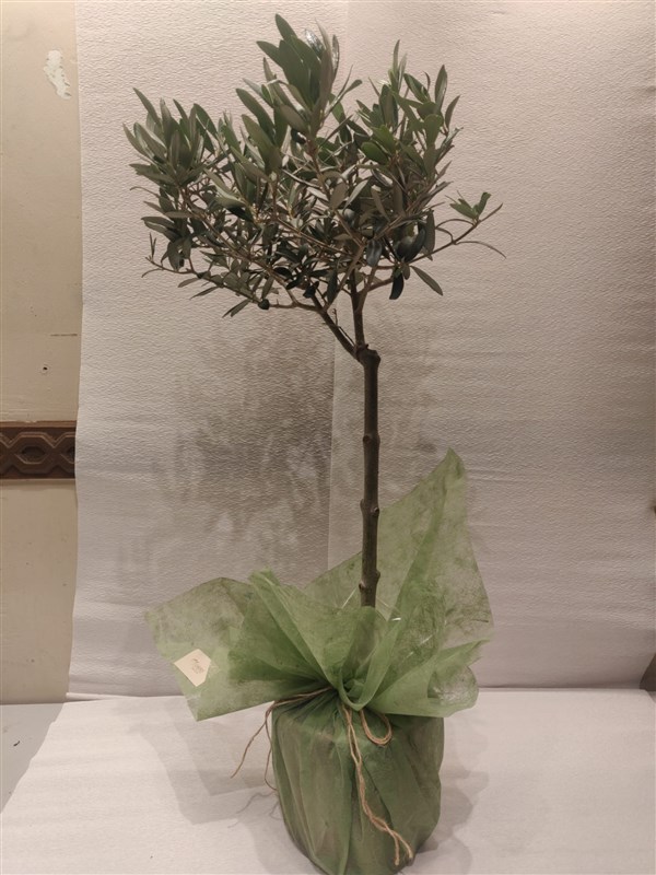 Zeytin Ağacı ( 70 cm )