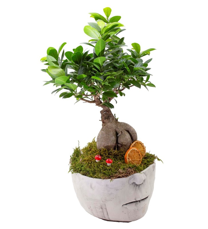 Ficus Bonsai Tasarımı (50 Cm)