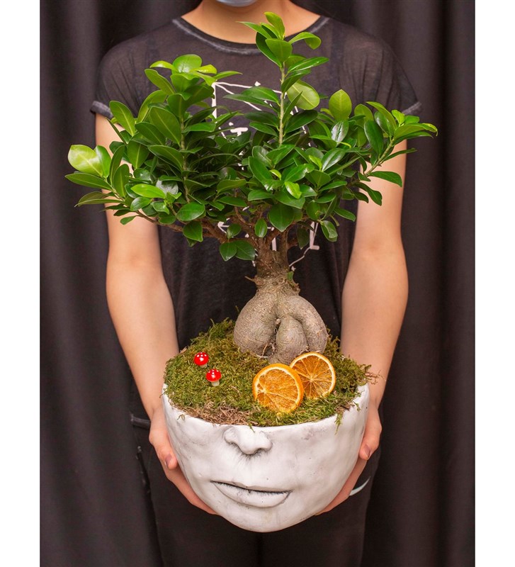 Ficus Bonsai Tasarımı (50 Cm)