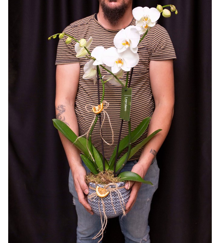 Eskitme Polyester Vazoda Beyaz Çift Dal Orkide Tasarımı