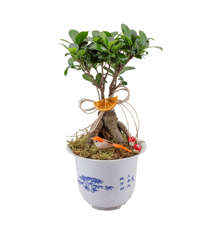 Japon Ficus Bonsai