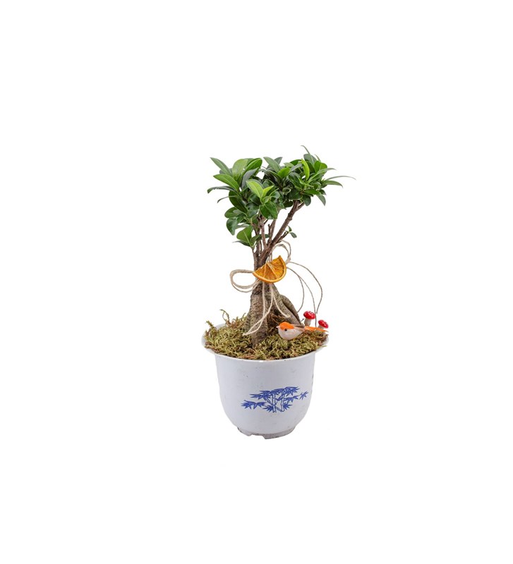 Japon Ficus Bonsai