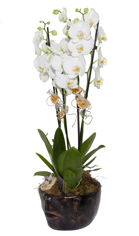 Beyaz Orkide Tasarımı 4 Dal