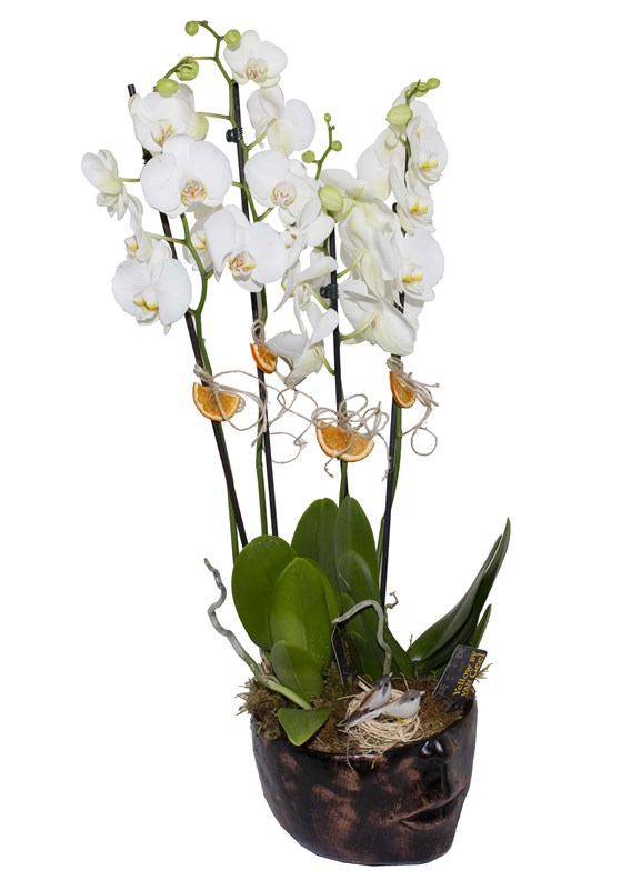 Beyaz Orkide Tasarımı 4 Dal
