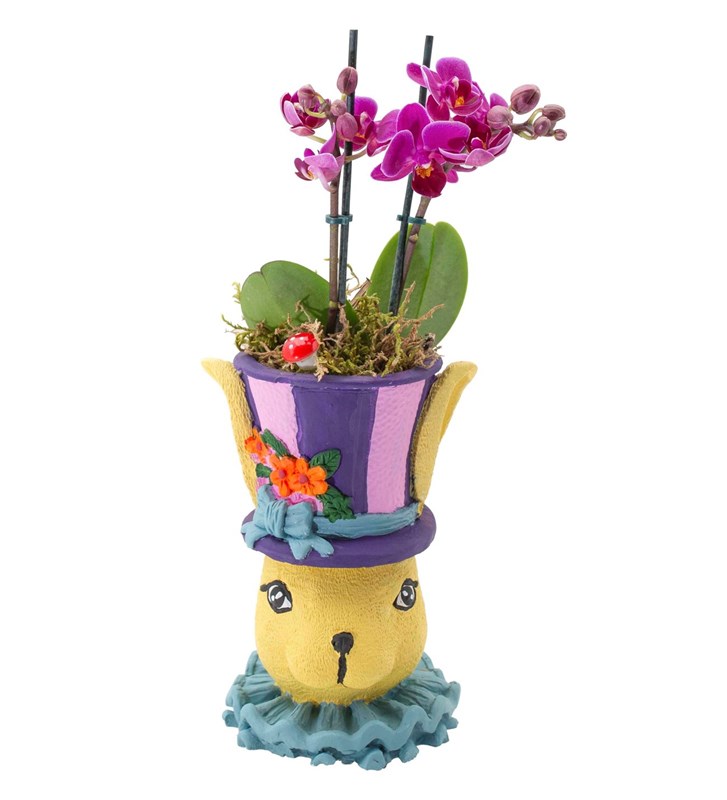 Lola Bunny Mini Orkide Tasarımı