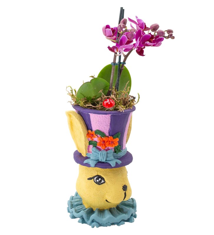 Lola Bunny Mini Orkide Tasarımı