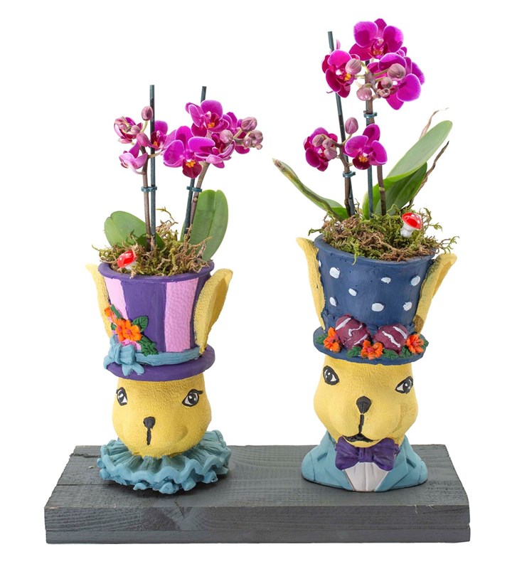 Lola ve Bugs Bunny Mini Orkide Tasarımı