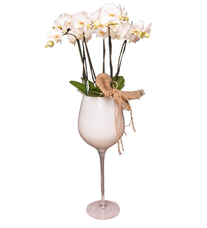 Kadeh Vazoda Vip Beyaz Orkide Tasarımı