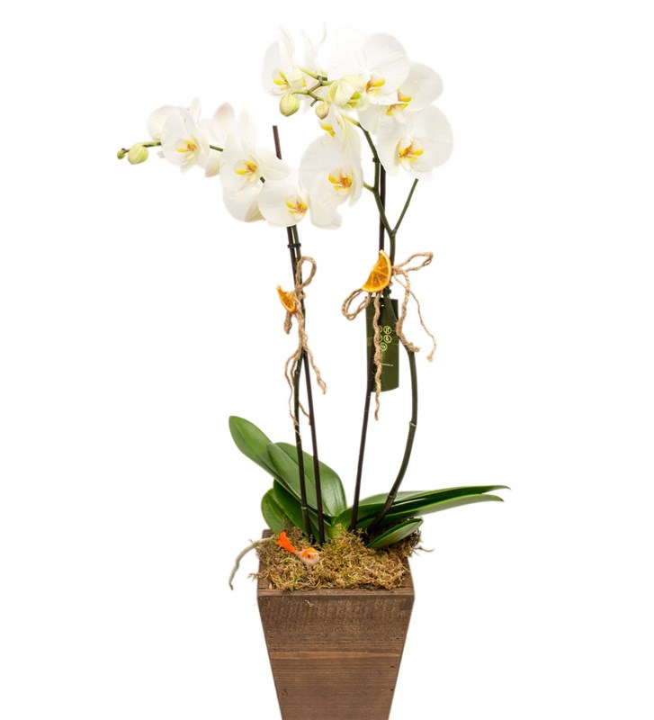 Ahşap Vazoda Beyaz Orkide