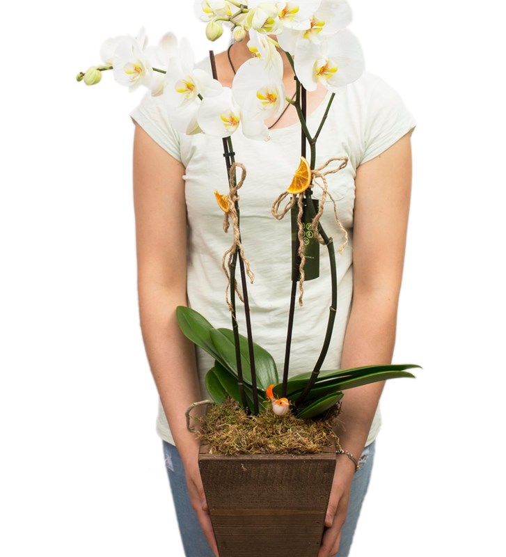 Ahşap Vazoda Beyaz Orkide