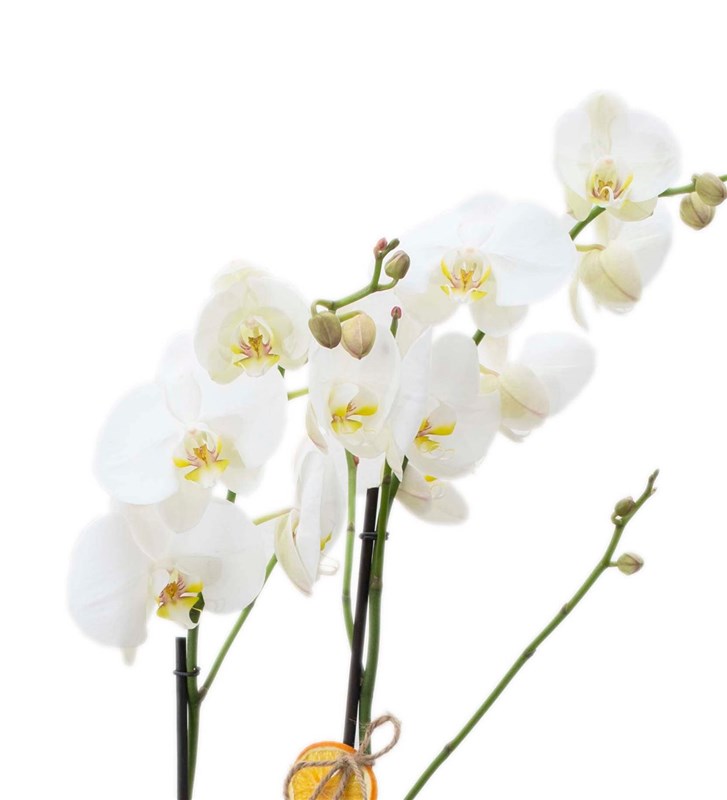 Taş Vazoda Beyaz Orkide Tasarım