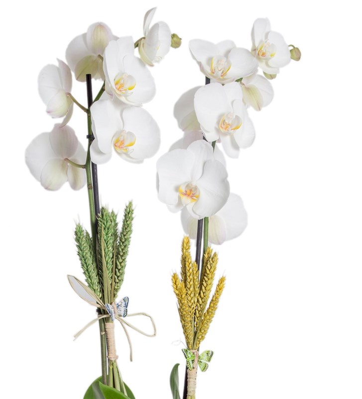 Kütükte Beyaz Orkide