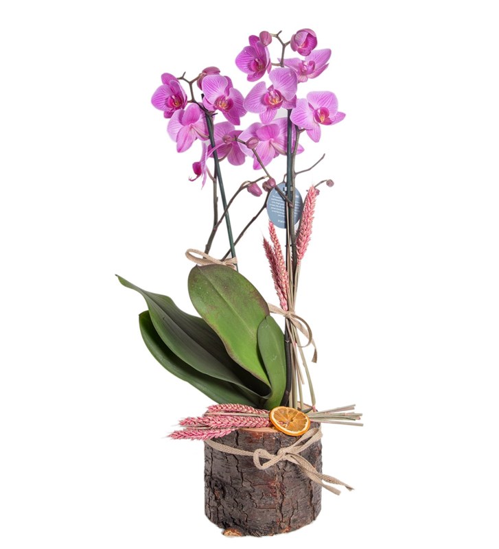 Kütükte Fuşya Orkide