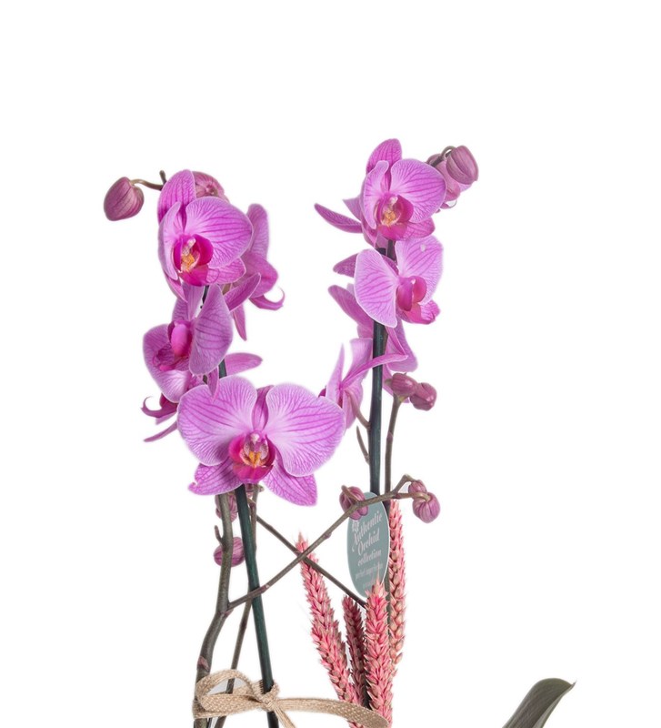 Kütükte Fuşya Orkide