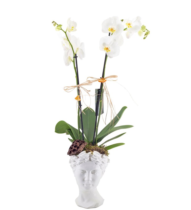 Helen Beyaz Orkide Tasarımı